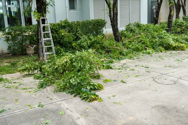 How Our Tree Care Process Works  in  Waterville, NY